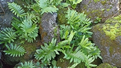 Polypodium macaronesicum azoricum