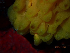 Clathrina