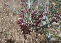 Asclepias brachystephana