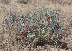 Asclepias brachystephana