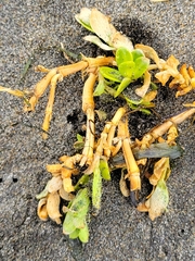 Honckenya peploides major