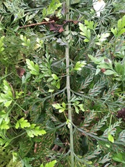 Asplenium × lucrosum