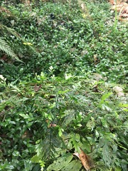 Asplenium × lucrosum