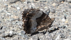 Hipparchia alcyone