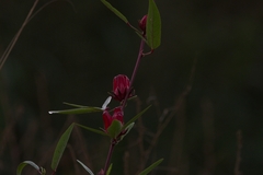 Hibiscus sabdariffa