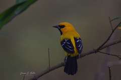 Icterus nigrogularis