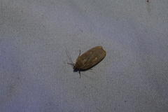 Phaeosaces coarctatella