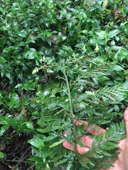 Asplenium × lucrosum