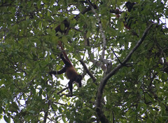 Alouatta seniculus
