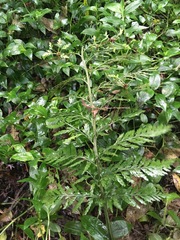 Asplenium × lucrosum