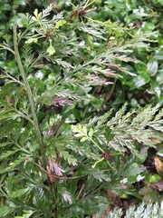 Asplenium × lucrosum