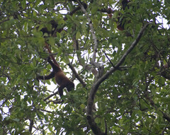 Alouatta seniculus