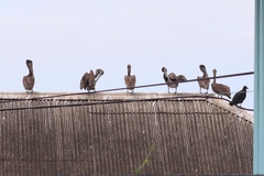 Pelecanus occidentalis