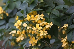 Cassiinae