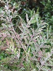 Asplenium × lucrosum