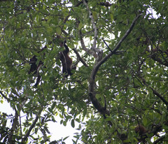 Alouatta seniculus