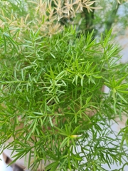 Asparagus pendulus