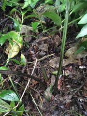 Asplenium × lucrosum
