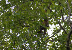 Alouatta seniculus