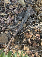Gerrhonotus infernalis