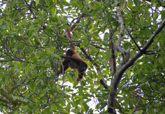 Alouatta seniculus
