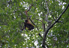 Alouatta seniculus