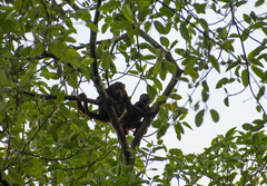 Alouatta seniculus