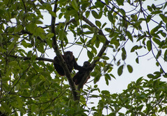 Alouatta seniculus