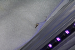 Stathmopoda plumbiflua