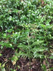 Asplenium × lucrosum