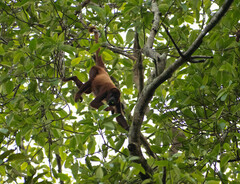 Alouatta seniculus