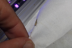 Stathmopoda plumbiflua