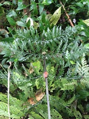 Asplenium × lucrosum