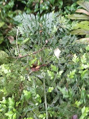 Asplenium × lucrosum