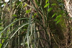 Selenicereus