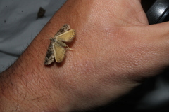 Xanthorhoe semifissata