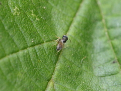 Scelionidae