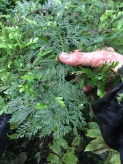 Asplenium × lucrosum