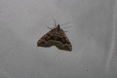 Xanthorhoe semifissata