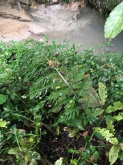 Asplenium × lucrosum