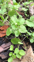Veronica hederifolia