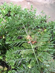 Asplenium × lucrosum