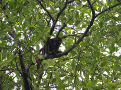 Alouatta seniculus