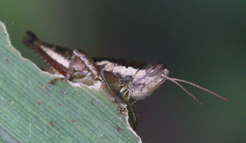 Short-winged Rice Grasshopper photo 4