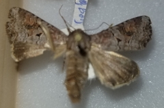 Trichordestra legitima