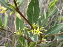Cryptolepis oblongifolia