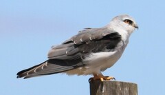 Elanus caeruleus caeruleus