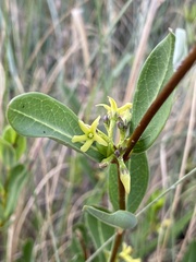 Cryptolepis oblongifolia