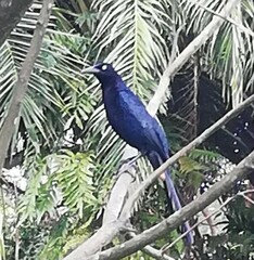 Quiscalus lugubris