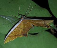 Thinopteryx